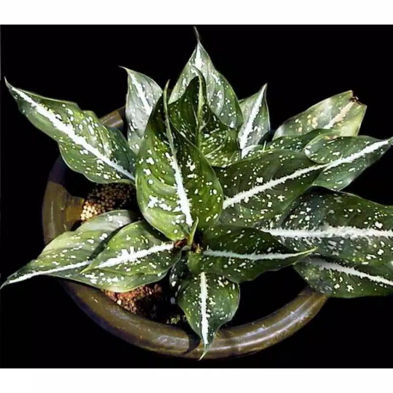 Aglonema srikit-tanaman hias aglonema srikit