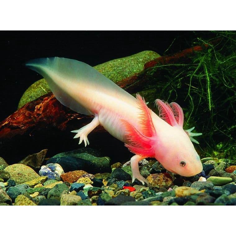 Dogfish Dog Fish Axolot Axolotl Leucistic Ikan Hias Salamander