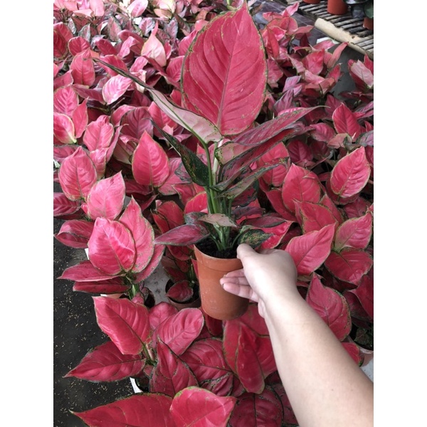 Aglaonema red anjamani super