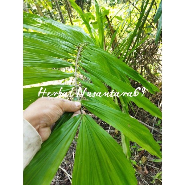 

Daun Aren Segar 500gram