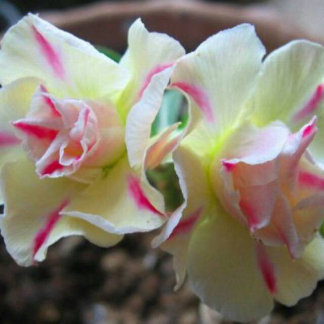 Bibit bunga kamboja triple legaci