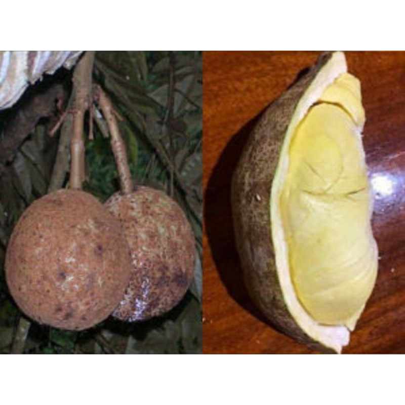 bibit buah durian gundul asli
