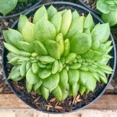 sukulen echeveria cristata variegata