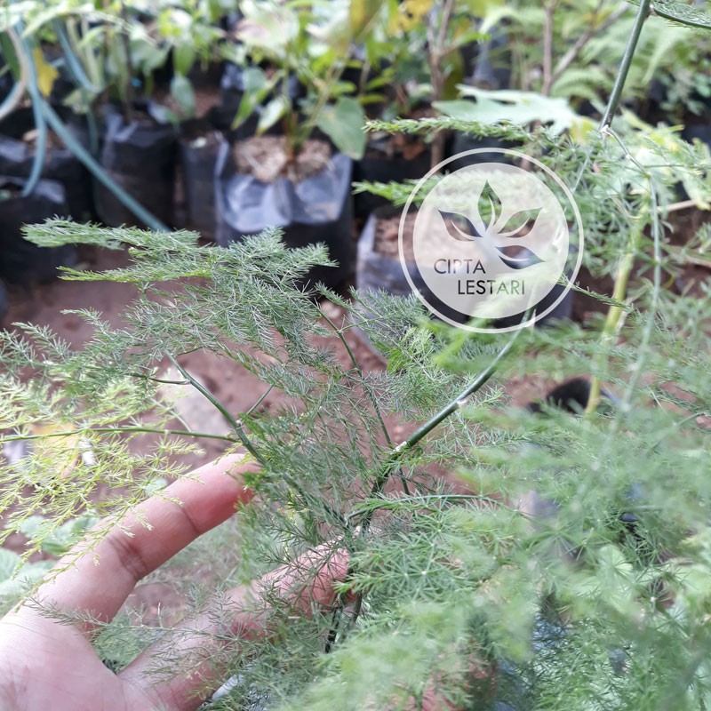 Bibit Tanaman Asparagus Plumosus Bibit Bunga Asparagus Plumosus