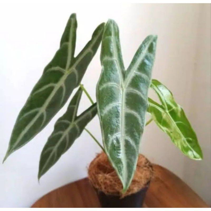 Tanama hias alocasia longiloba Keladi kuping kelinci Alocasia amazon lokal [NRS]