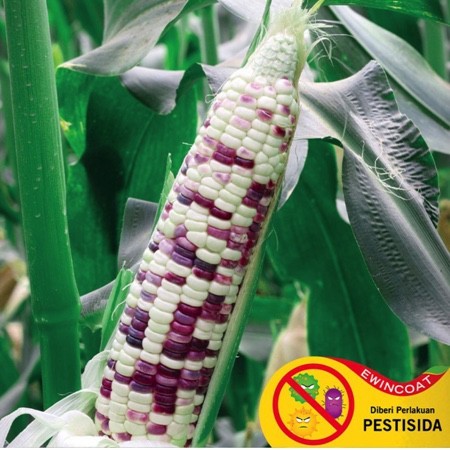 Benih Jagung Ketan Rasanya (Repack) 7 biji