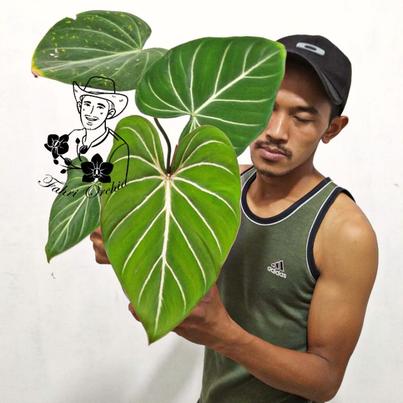 FahriOrchid - Philodendron gloriosum dark form