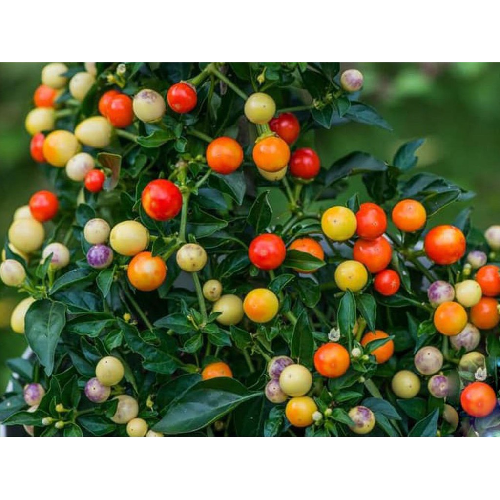 Bibit Benih Biji Red Fire Pepper Cabe Unik - Biji Tanaman Pohon Cabe Red Fire - Red Fire Pepper -COD