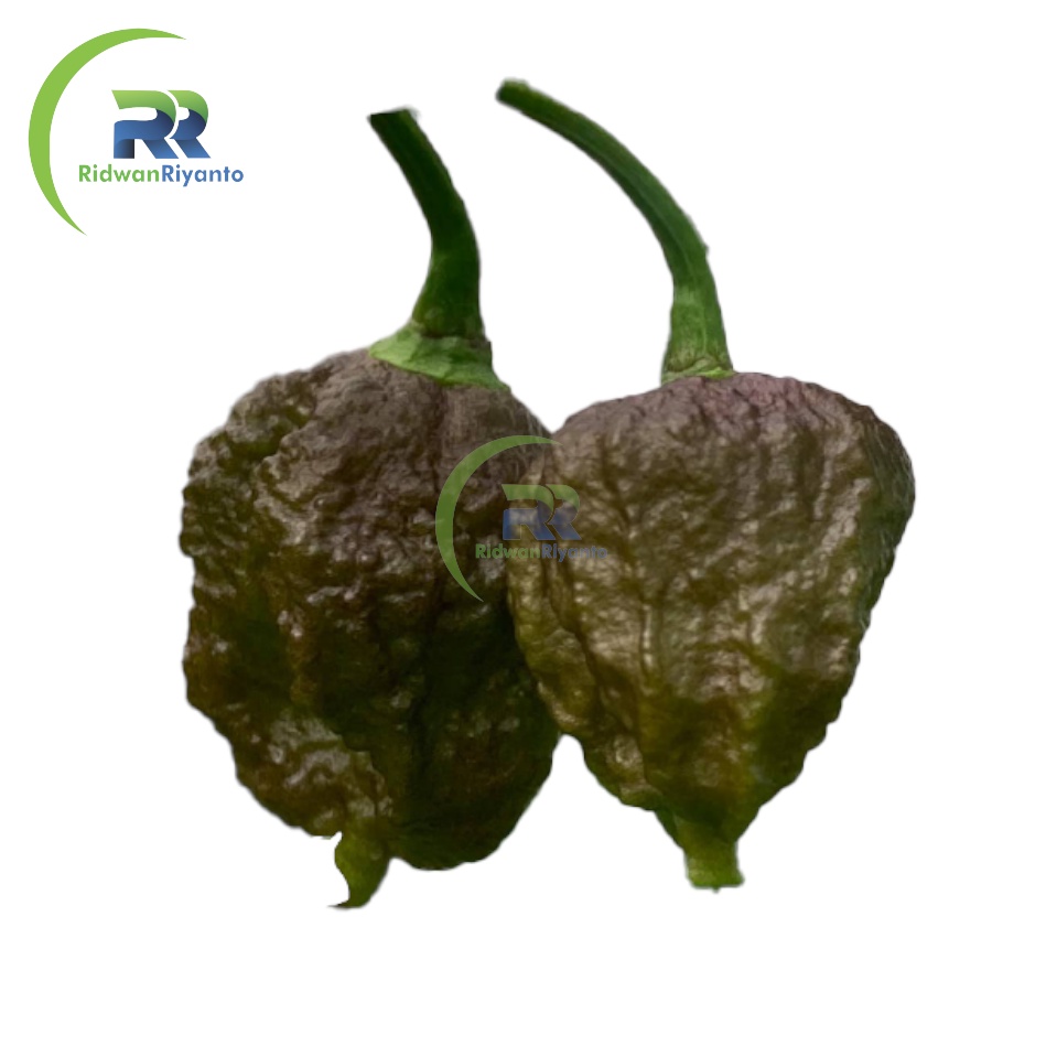 BUAH Cabai CAROLINA REAPER PURPLE Cabe Terpedas Nomor 1 di Dunia Versi Guinness World Record