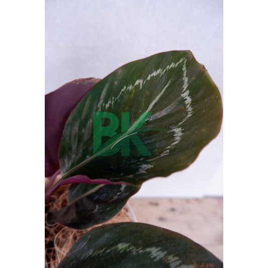 Calathea Greenlipstik - BAKUL KEMBANG - Bibit tanaman calathea - Tanaman green lipstik