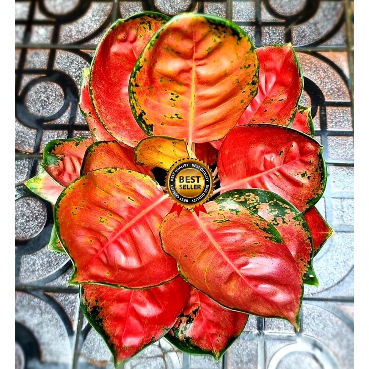 Tanaman Hias Aglonema Kochin Ebony / Tanaman Hias Anakan Aglonema Murah / Tanaman Hias Hidup / Bunga