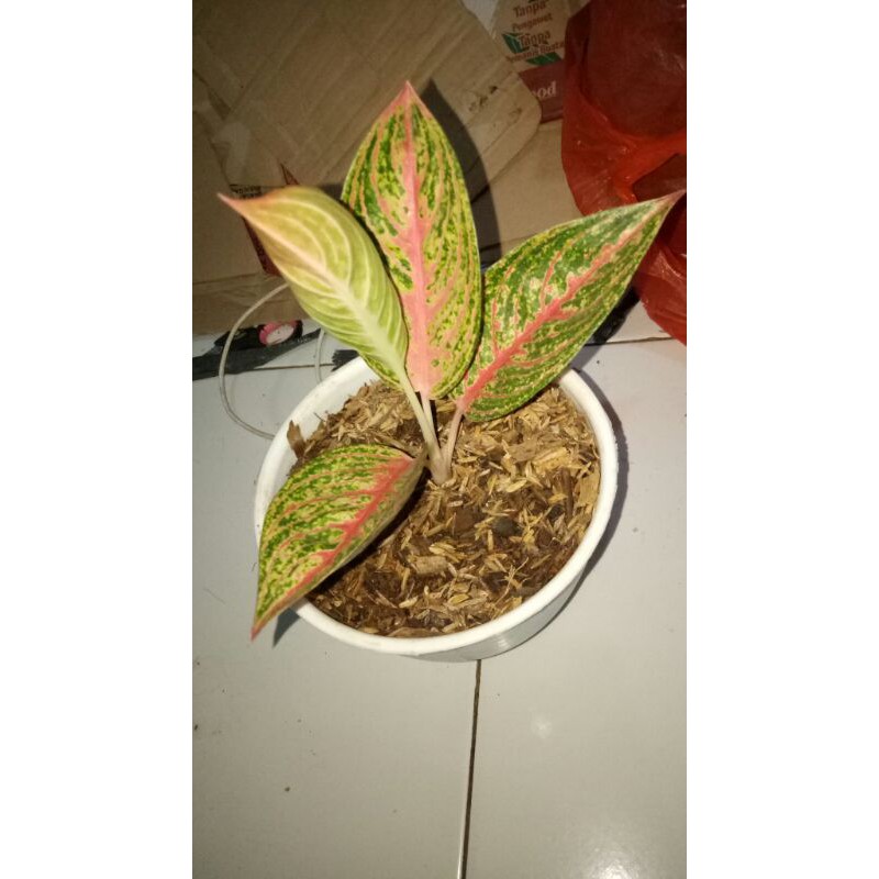 tanaman hias aglonema Widuri-AGLONEMA WIDURI-aglonema widuri asli-