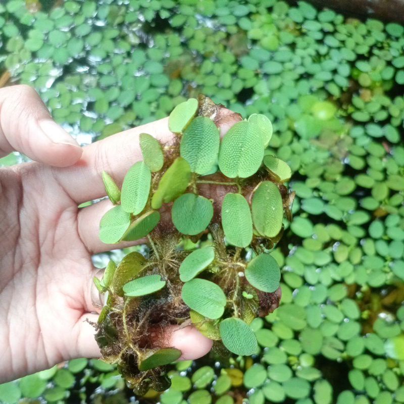 Tanaman Air , Tanaman Apung Salvinia Minima / Tanaman Apung Salvinia Auriculata / Molesta