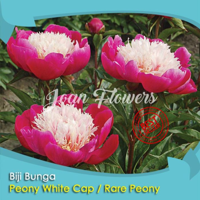 Bibit Tanaman Bunga Peony White Cap Benih Bibit Tanaman Hias Untuk Dekorasi Rumah