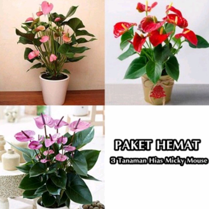 Tanaman hias hidup anthurium micky mouse 3 plant - anthurium bunga hidup - tanaman hidup - anthurium