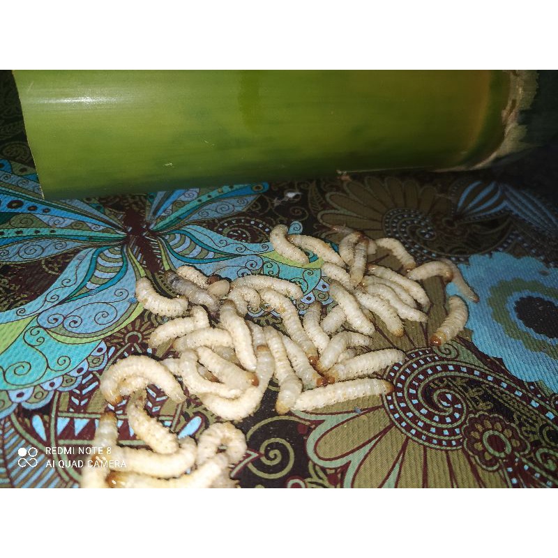 Cangkilung / Ulat bambu 35 ekor