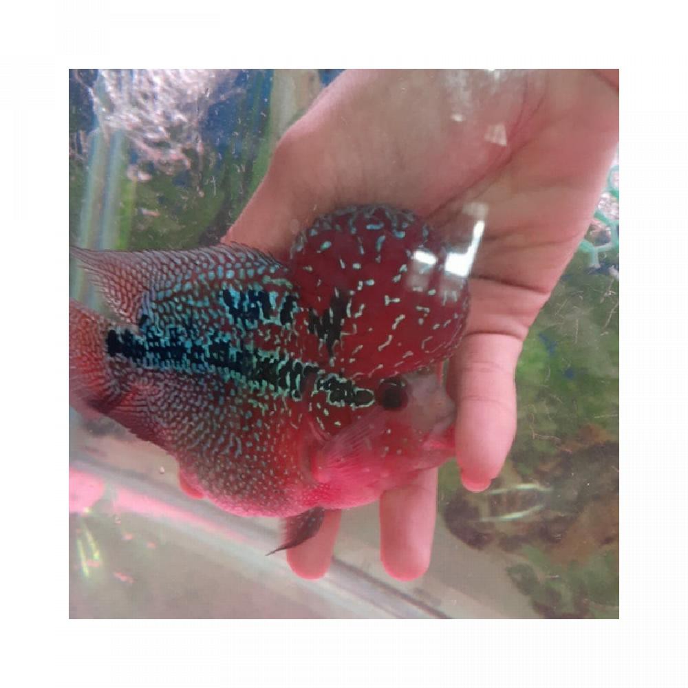 

Ikan Laohan Super High Quality SRD RFS031 Ori Thailand 11 cm