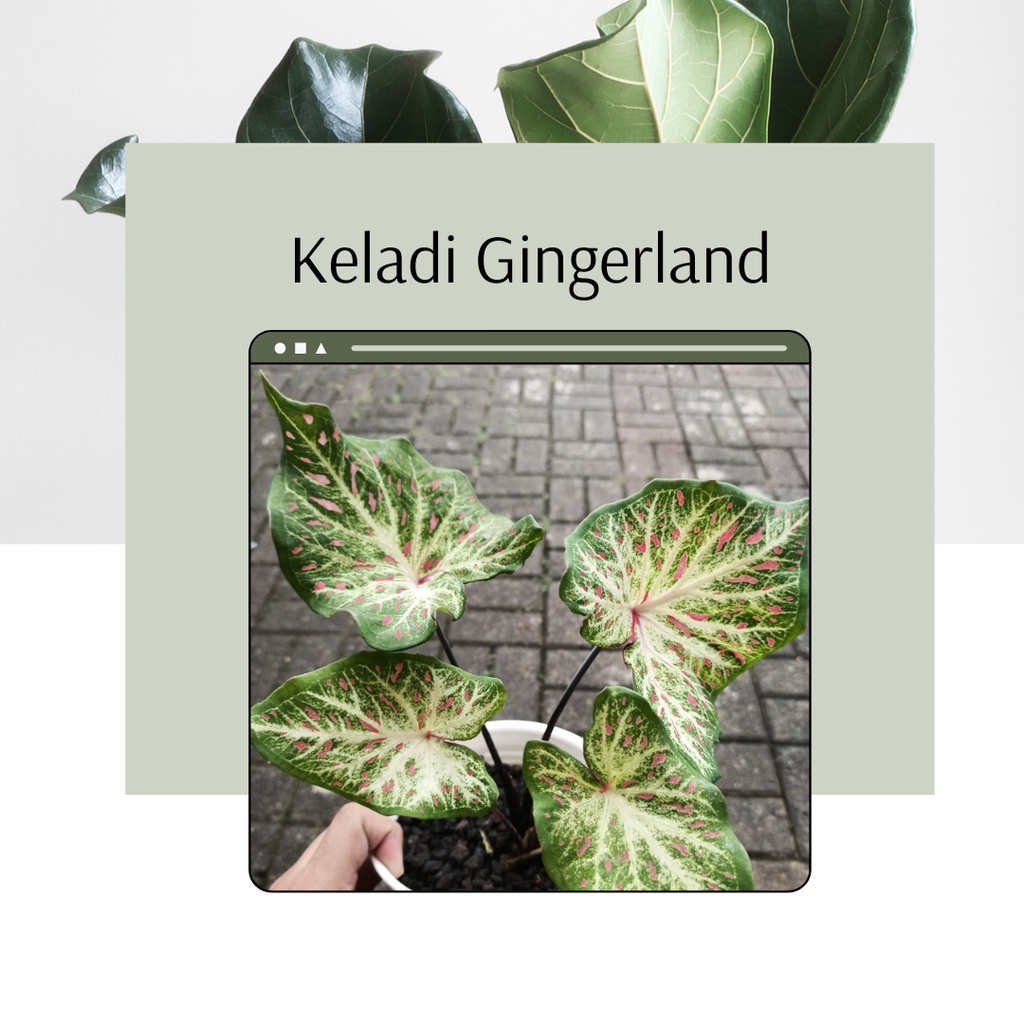 Tanaman Hias Caladium Gingerland Keladi Gingerland Bibit Bunga Keladi Gingerland