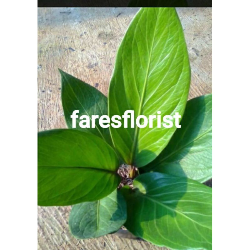 tanaman antarium jermani cobra