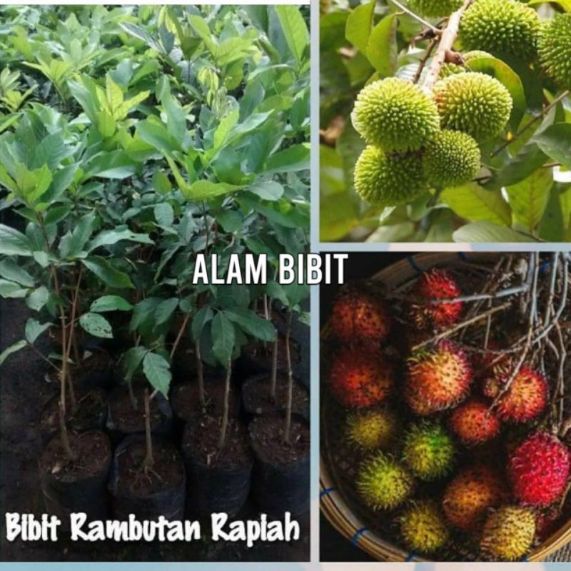 BIBIT RAMBUTAN RAPIAH OKULASI (BISA DI TARUH POT)