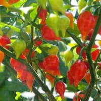 Benih Bibit Biji - Cabai Red Chupetinho Merah Biquinho Cabe Susu Bali Sisca Kohl Pepper Seeds