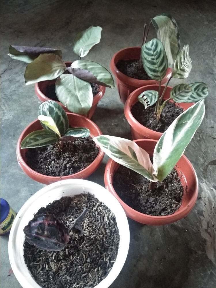 Paket Murah 5 Jenis Calathea Tanaman Hias Terlaris