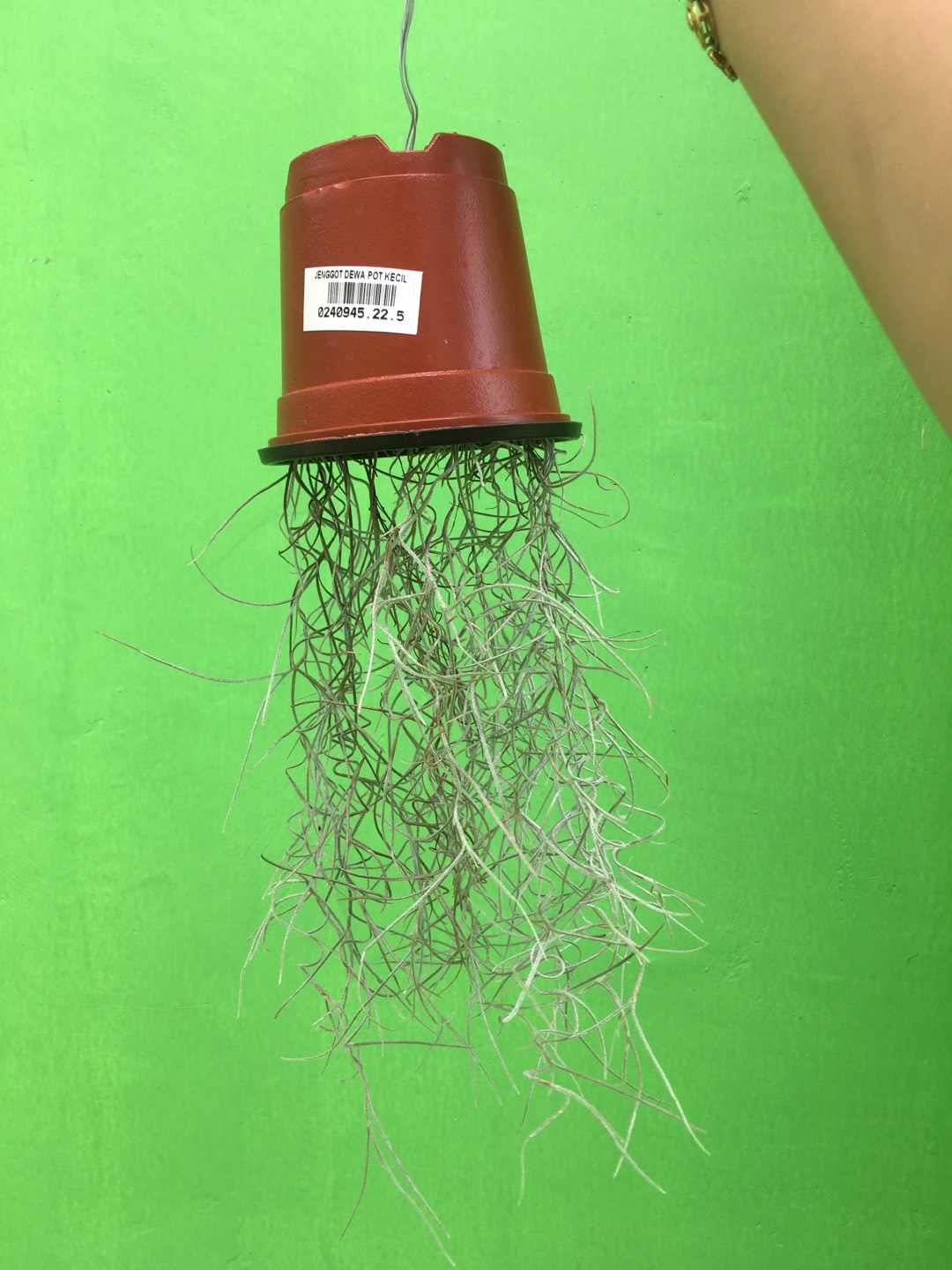 Tanaman Jenggot Musa Thilandsia Spanish Moss