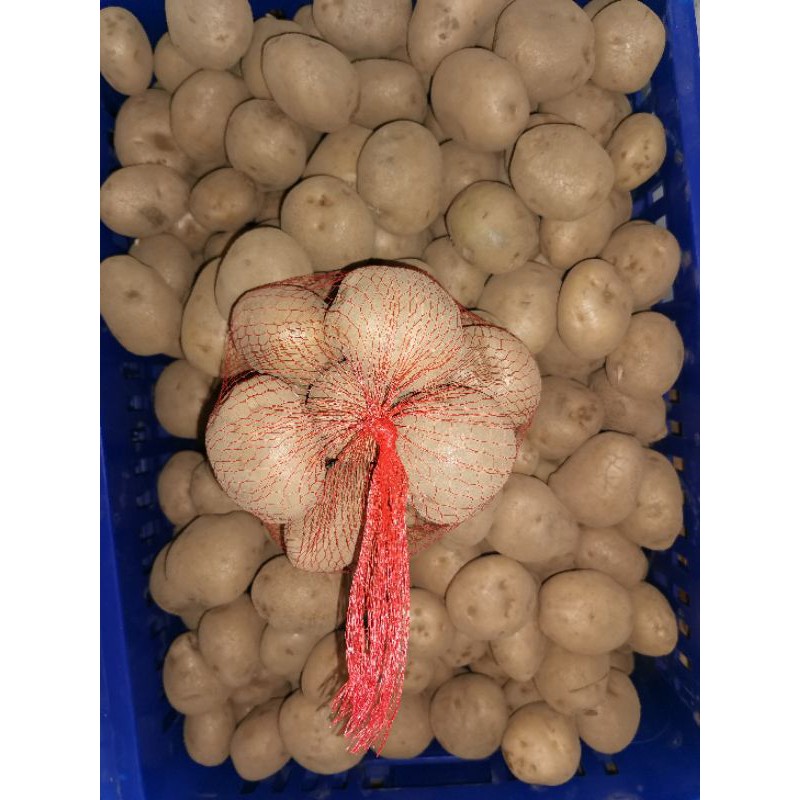 

KENTANG SIOMAY 1KG