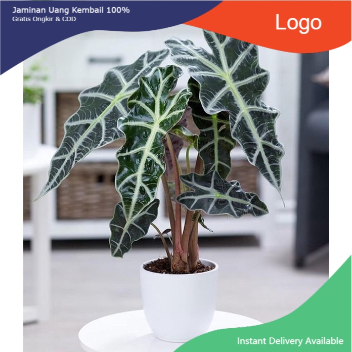 PROMO Tanaman Hias Keladi Amazon Besar Tanaman Hidup+Bunga Hidup Murah Caladium