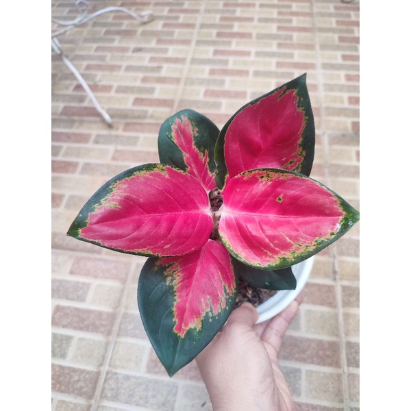 aglonema suksom lilin