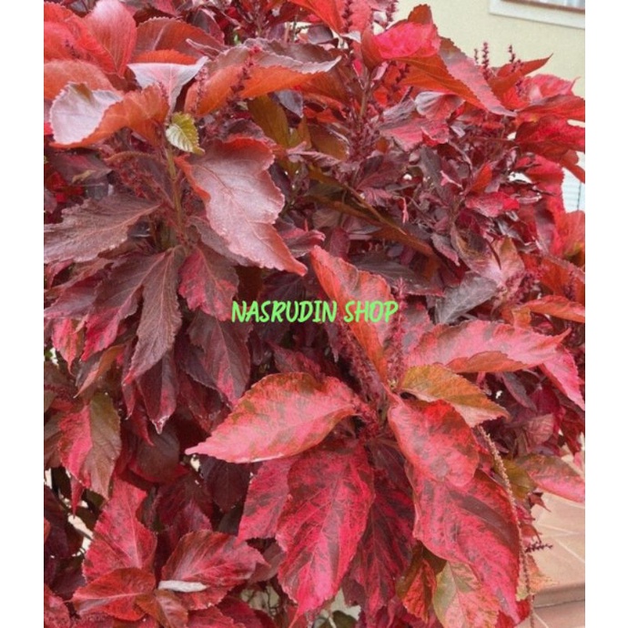 

[Fresh] BIBIT STEK ACALYPHA WILKESIANA MERAH TANAMAN HIAS