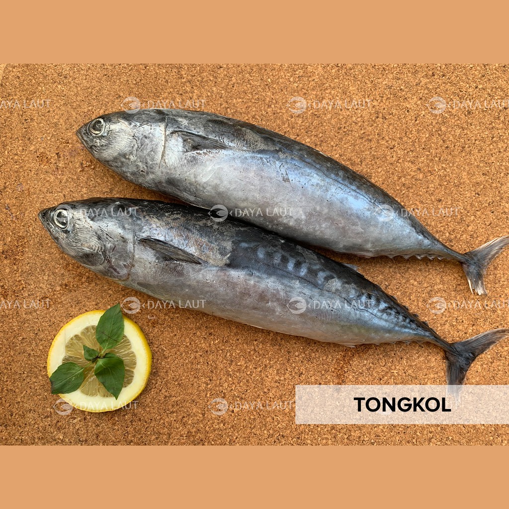Ikan Tongkol dari Manado Harga Murah Shopee Indonesia