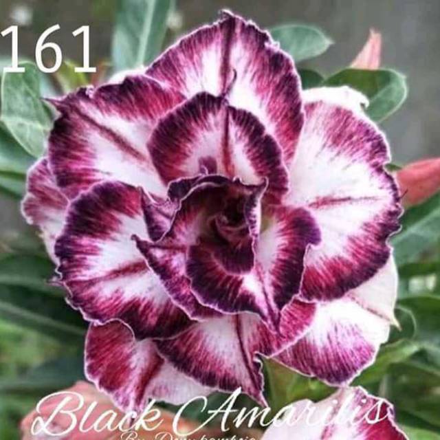 Tanaman adenium grafting