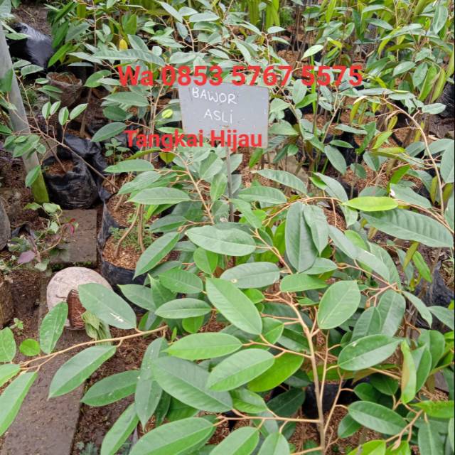 Paket Bibit durian bawor asli & durian MK