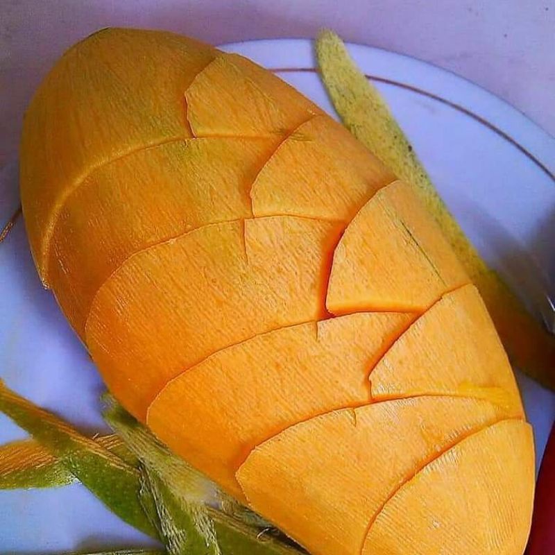 Bibit Mangga Kiojay Super Jumbo ll Super Genjah