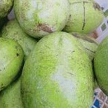 

Mangga Muda