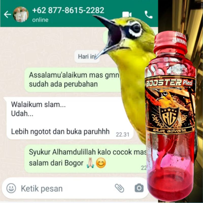 BOOSTER PLECI /BOOSTER PLECI /DOPING PLECI/SUPLEMEN PLECI / PENGGACOR PLECI/MINUMAN PLECIPENGGACOR P