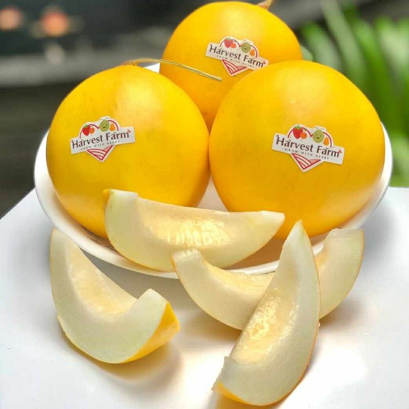 

Melon whitedew organik manis garing enak 600gr - 650gr perbuah