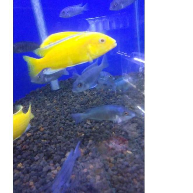 

TERBARU chiclid lemon albino 5T5
