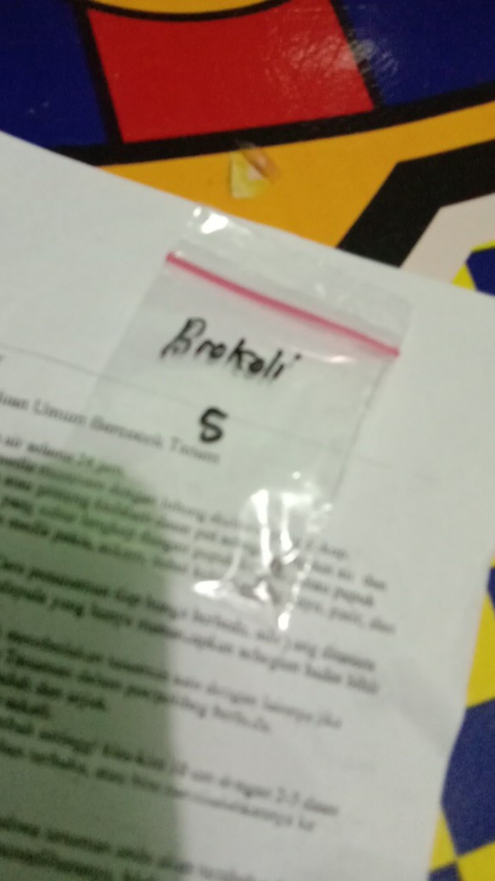 (isi 10 Biji) Benih Brokoli