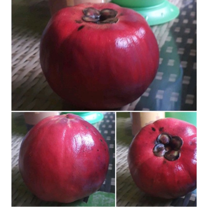 

Buah Bisbull 1 KG (durian,mentega,sawo) isi 3