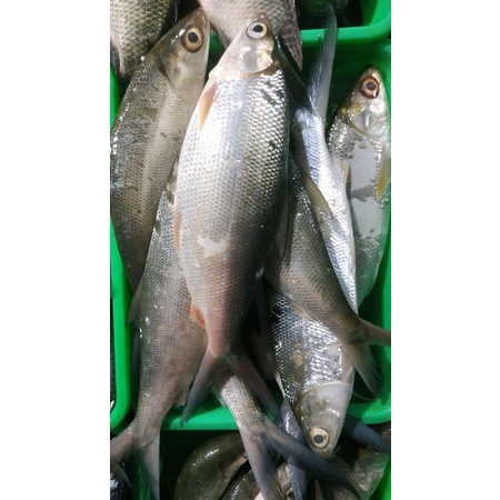 

Ikan Bandeng Segar Fresh (per kg)