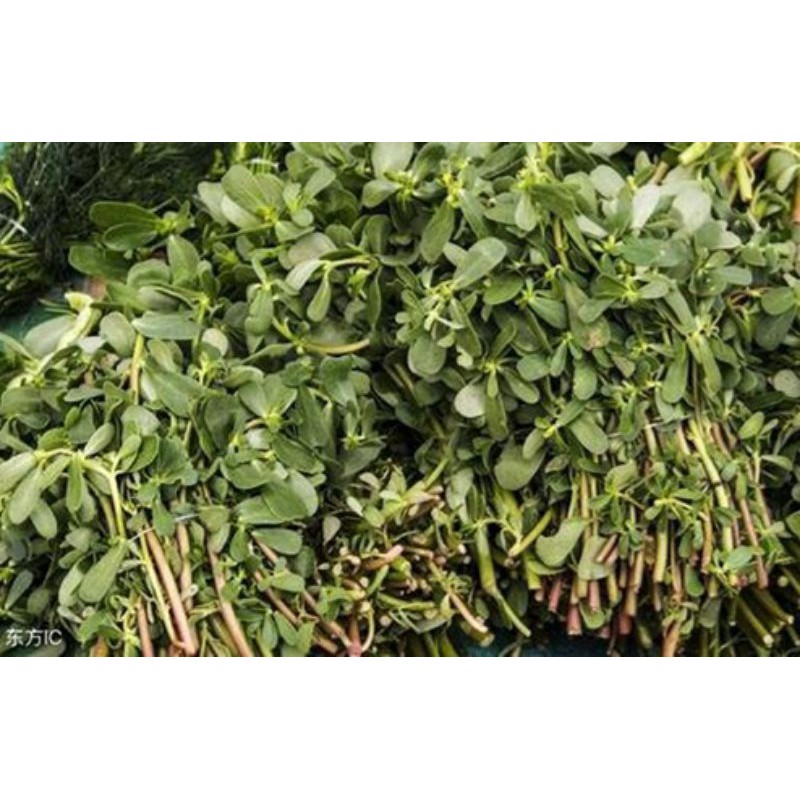 

Herbal tanaman Krokot merah 200gr | membantu program diet