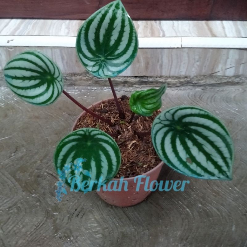 Peperomia Watermelon Daun Jumbo - Tanaman Hias