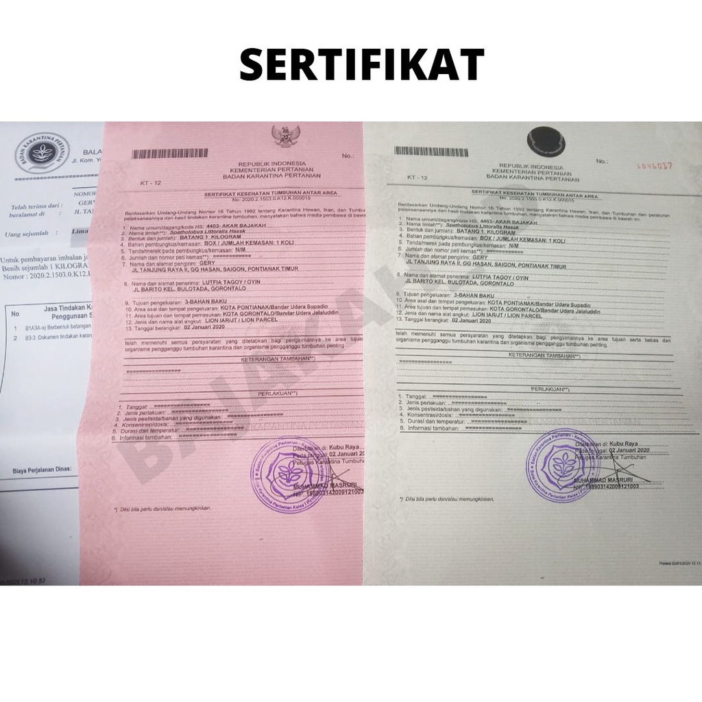 Akar Bajakah Teh Asli Kalimantan akar Teh kayu bajakah obat kanker