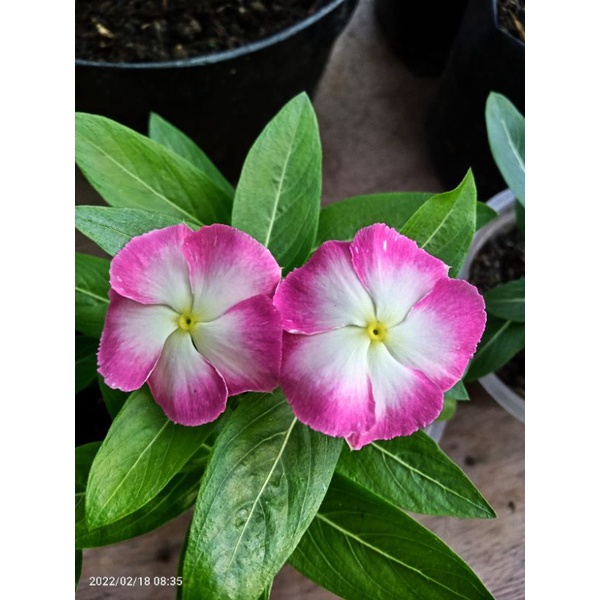 Plant Vinca Nirvana White Splash Ukuran Kecil