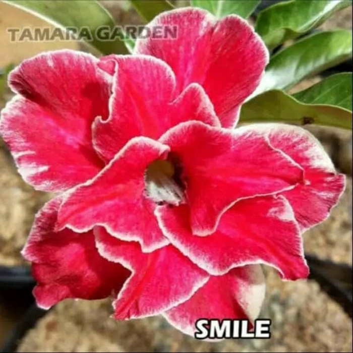 

Bibit bunga kamboja adenium smile