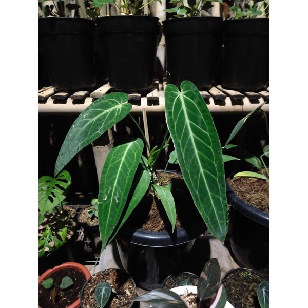 anthuriums waroqueanum ,TANAMAN