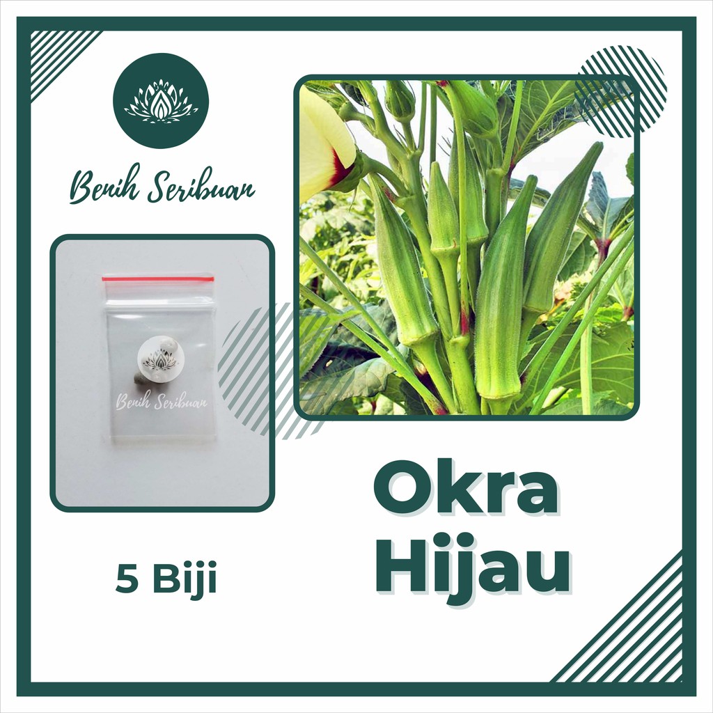 5 Bibit Okra Hijau Greenie F1 Hibrida Benih Sayuran Known You Seed Tanaman Sayur Unggul Berkualitas