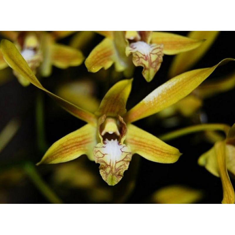 Anggrek Dendrobium Mirbelianum